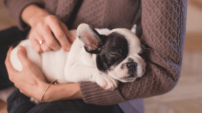 Newborn Puppy Care Guide & Age Stage - Artemis Whelping