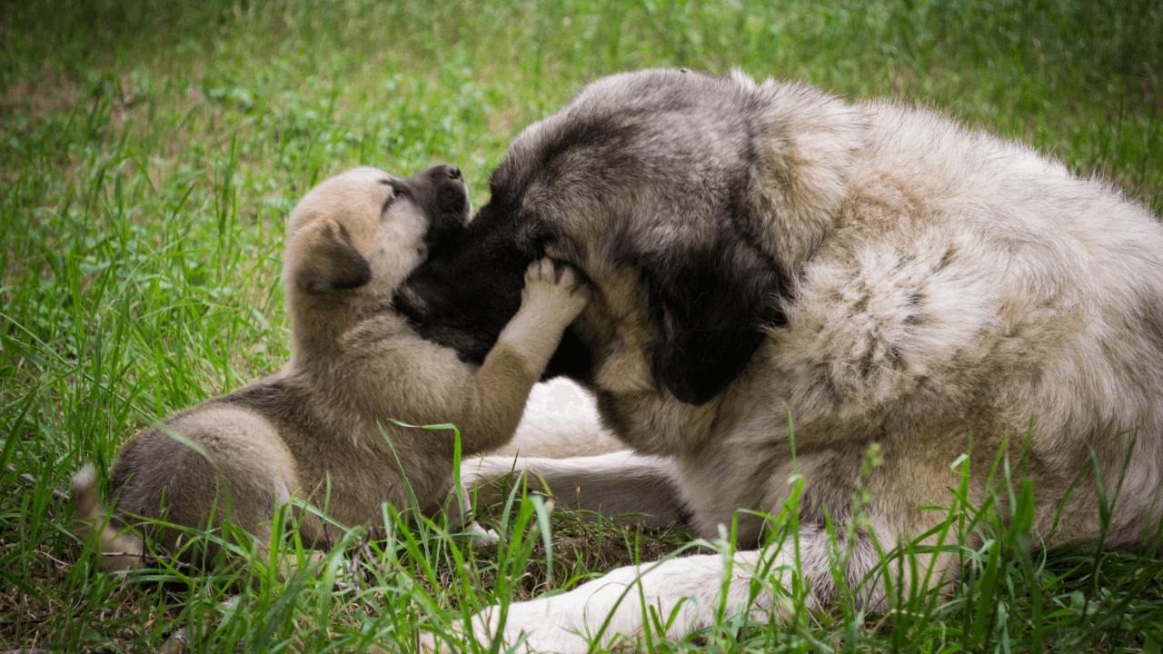 How to care for a dog mom after she has given birth?