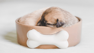 Important steps that pet owners need to do after puppies are born - Artemis Whelping