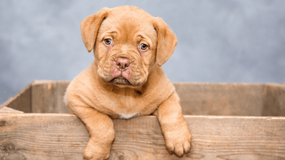 Are Dogs Colorblind? Understanding Your Dog's Vision - Artemis Whelping