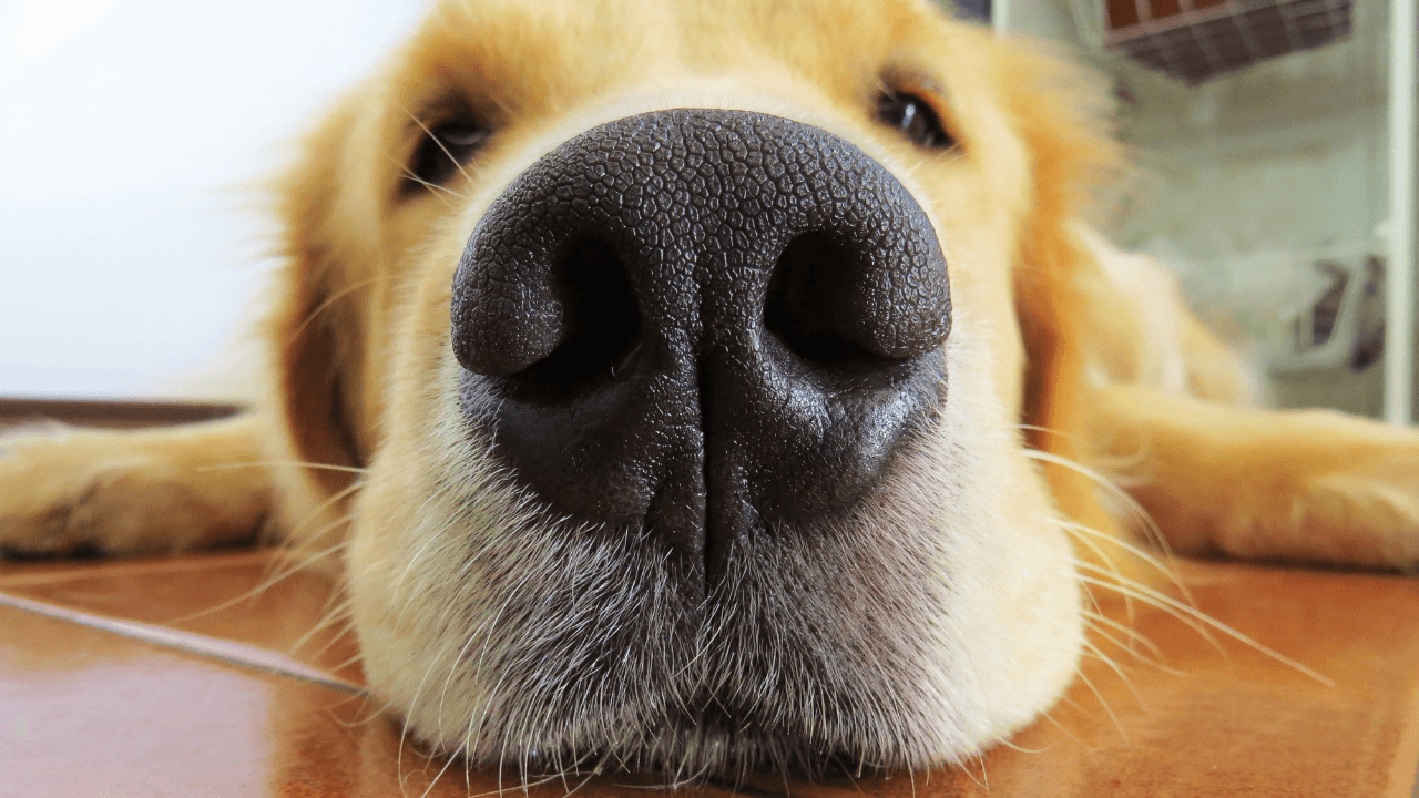 Understanding Your Furry Friend's Amazing Sense of Smell. - Artemis Whelping