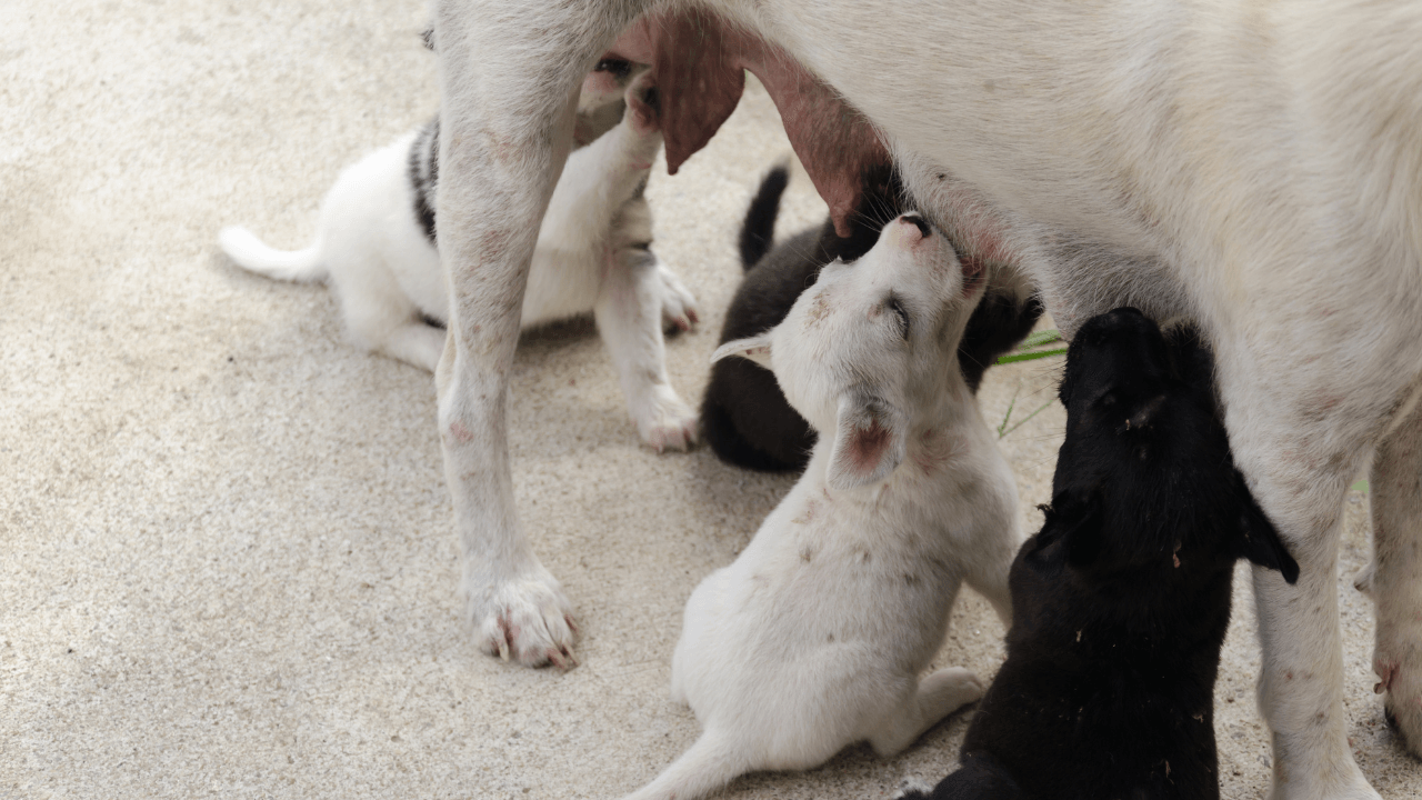 Newborn Puppy Care- Health and Nutrition