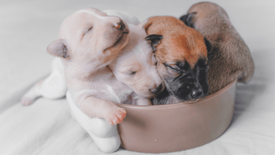 How to care for puppies aged 0-3 weeks? - Artemis Whelping