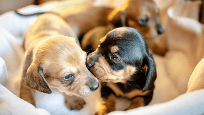 How to care for puppies aged 4-8 weeks? - Artemis Whelping