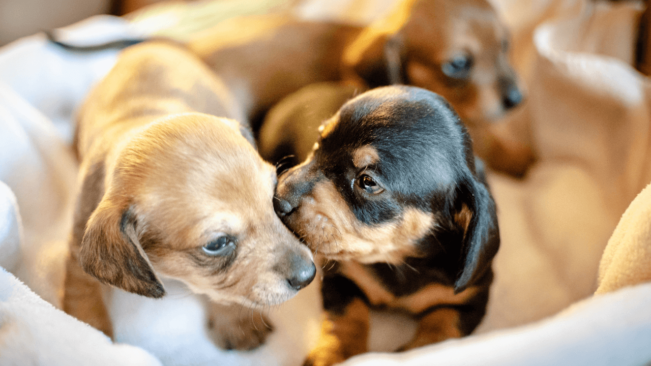 How to care for puppies aged 4-8 weeks? - Artemis Whelping
