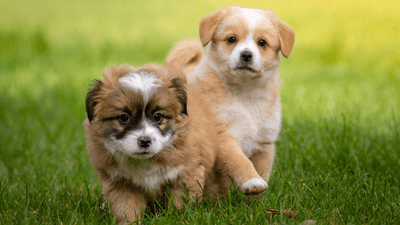 How to care for puppies aged over 8 weeks? - Artemis Whelping