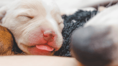 Newborn Puppy Care- Behavior, Growing and Breeding environment - Artemis Whelping