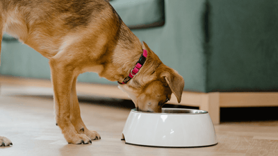 Foods That Are Harmful to Dogs - Artemis Whelping