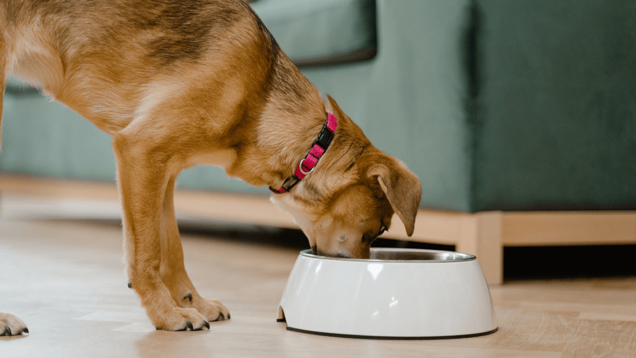 Foods That Are Harmful to Dogs