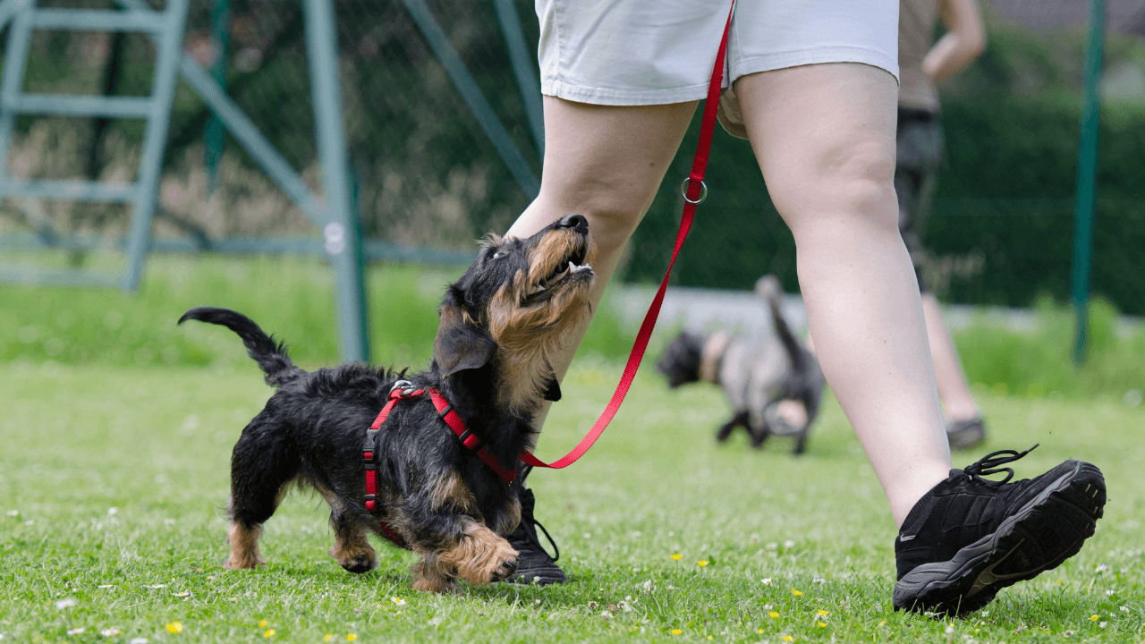 The Right Time to Take Newborn Puppies Outdoors