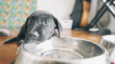 Hydration is Key: How Much Water Should Your Dog Drink a Day? - Artemis Whelping