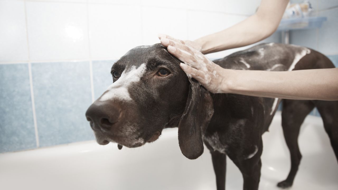 A Step-by-Step Guide on How to Wash Your Dog