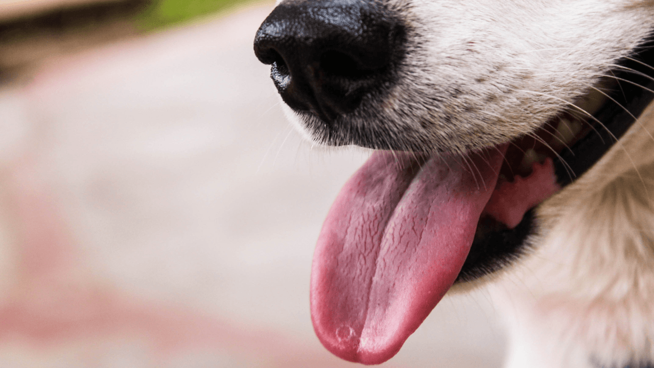 Unveiling the Mysteries of Your Dog's Remarkable Tongue