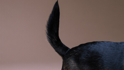 The Wagging Wonder: Unraveling the Secrets of Your Dog's Tail