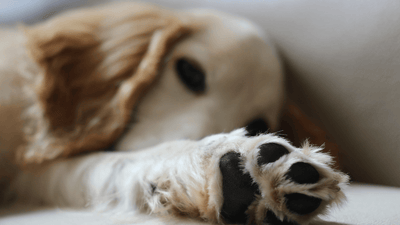 Paws and Their Secrets: Unraveling the Fascinating World of Your Dog's Feet