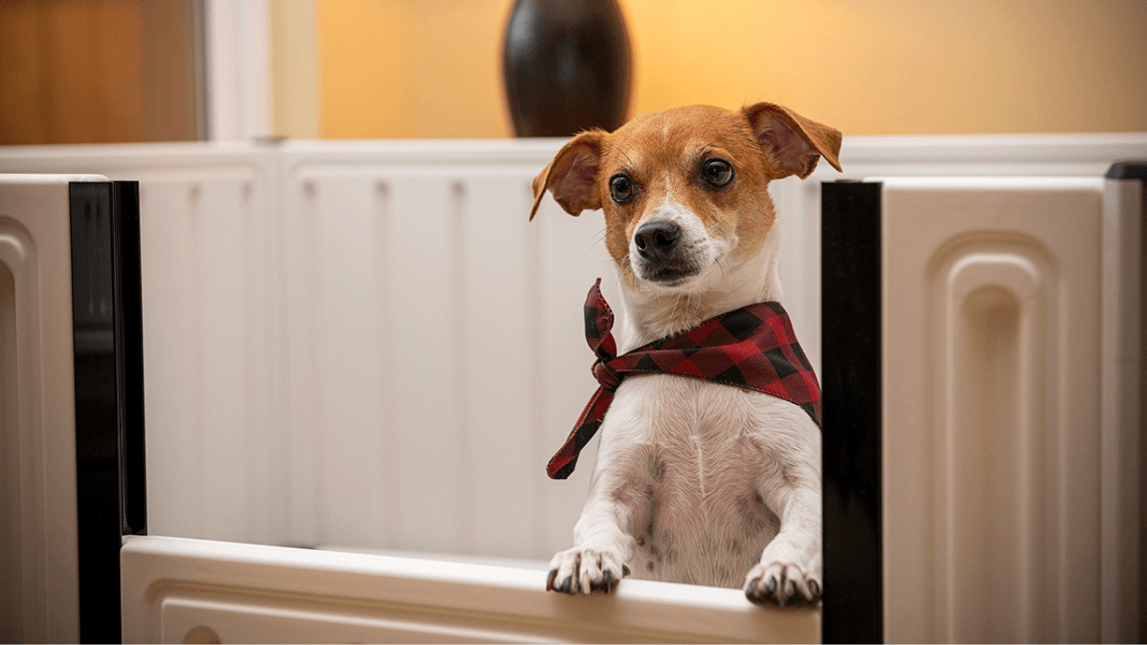 Whelping Box Size and Breed Considerations: Creating a Safe Haven for Newborn Puppies