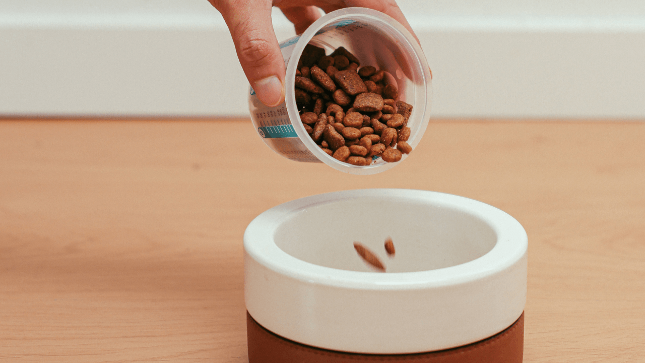 Weaning Puppies: A Guide to a Healthy Transition to Solid Food