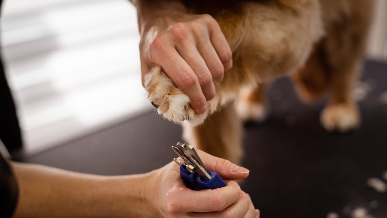 A Nail Care Guide on How to Trim Your Dog's Nails