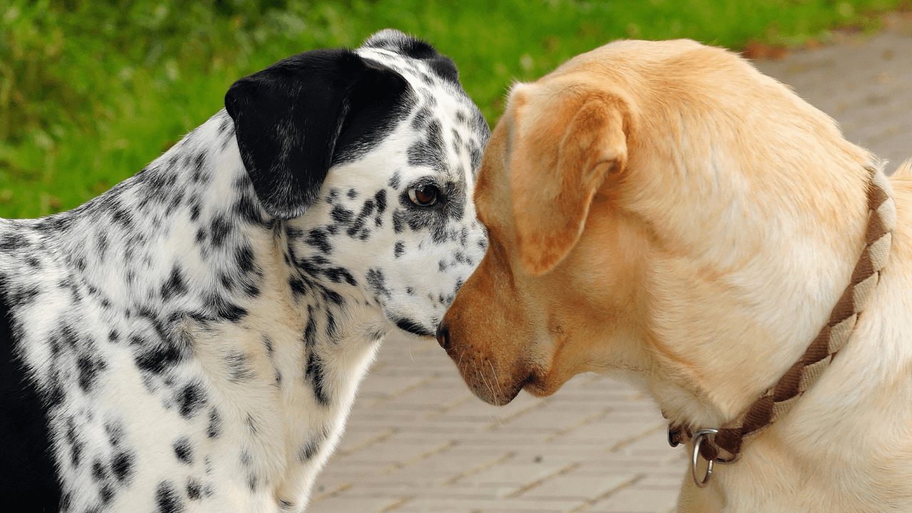 Decoding the Canine Conversation: How Dogs Talk to Each Other