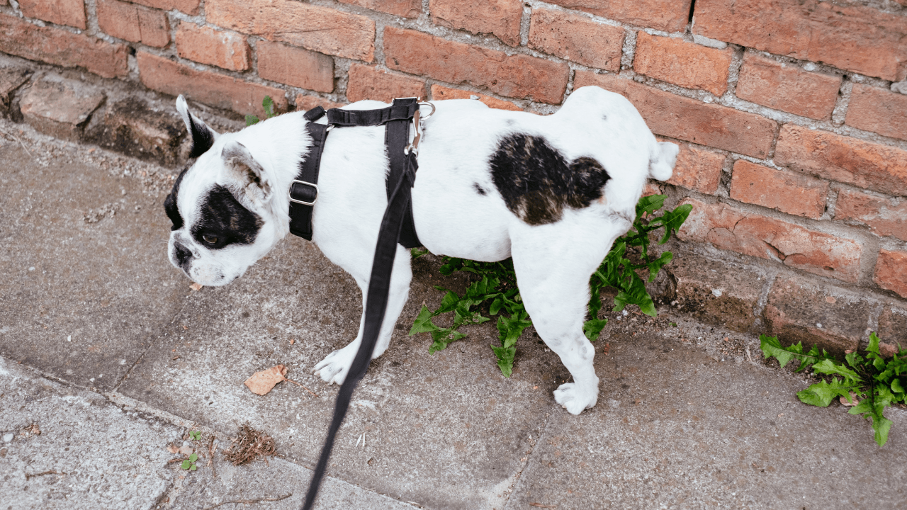 Understanding Dog Urine Marking: Causes, Prevention, and Solutions - Artemis Whelping