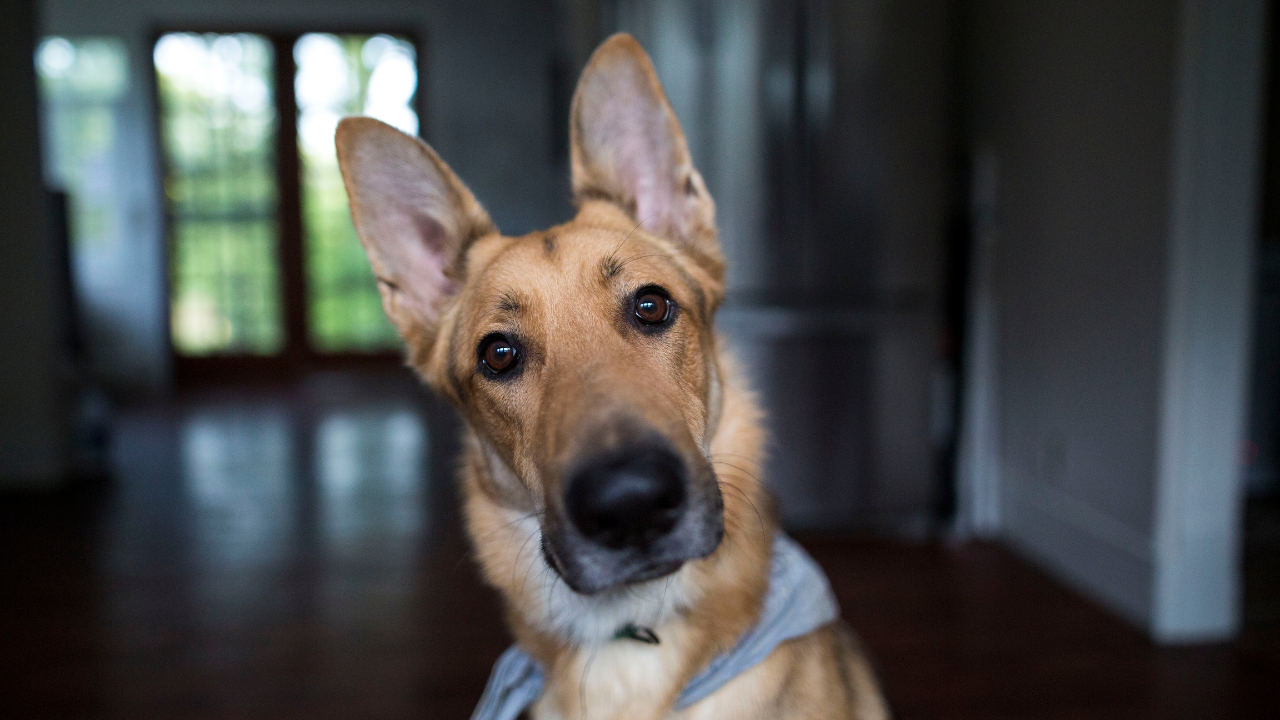 Ears Wide Open: Exploring the Marvels of a Dog's Hearing