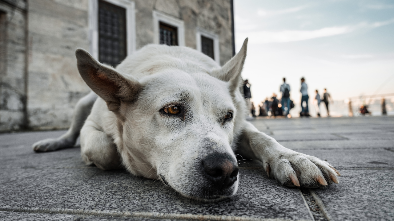From Streets to Home: What to Do After Rescuing a Stray Dog