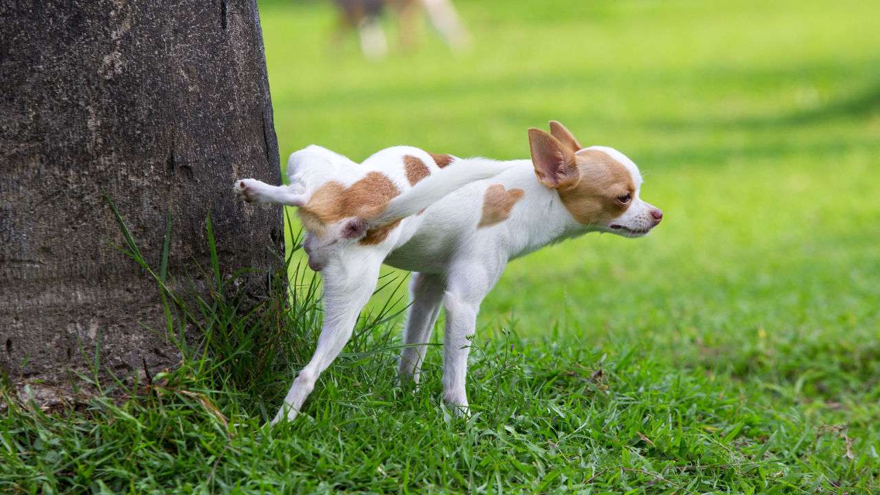Potty Training Puppies: A Guide to Peeing in the Right Place