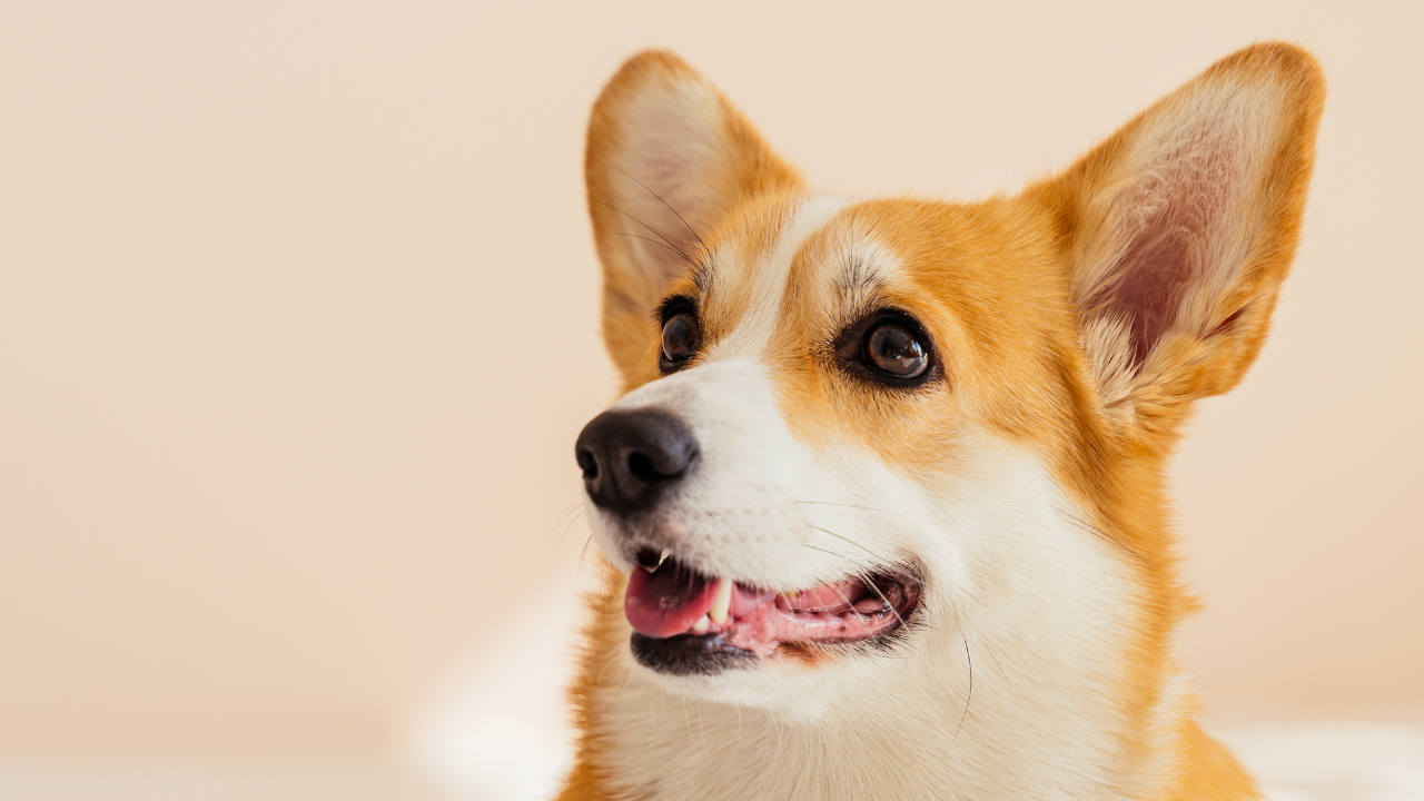 The Language of Ears: Understanding Your Dog's Emotions