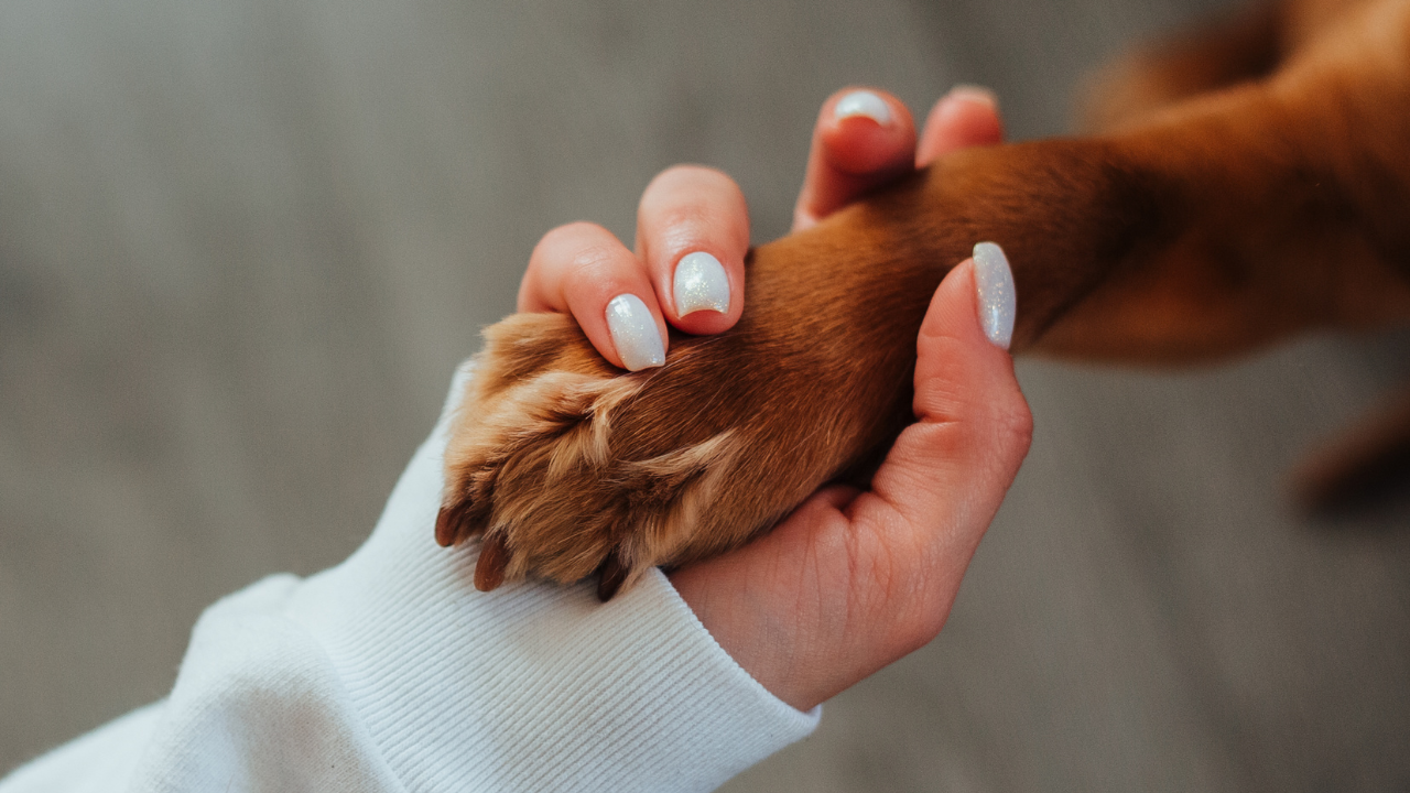 Caring for Your Dog's Joints: A Guide to Happy, Healthy Mobility! 🐾