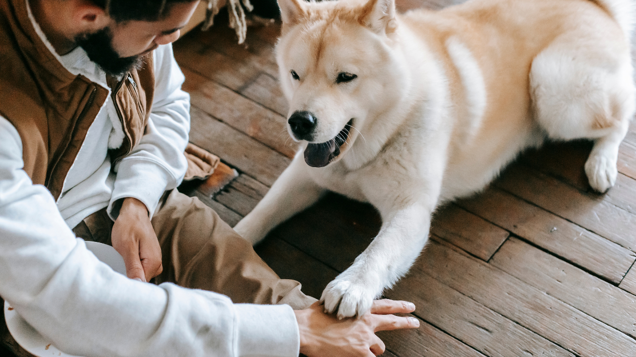Preparing for Paw-some Moments: A Guide to Getting Ready for Your New Dog