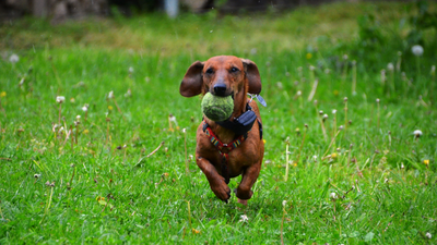 Unleashing Joy: The Importance of Playtime for Dogs
