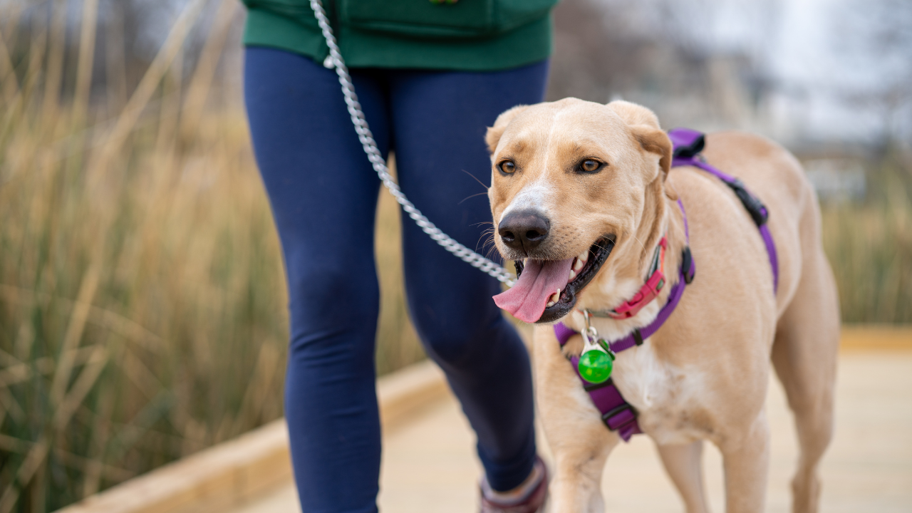 Strolling Safely: What to Be Mindful of When Taking Your Dog for a Walk