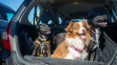 Adventures Await: A Guide to Safe and Joyful Car Rides with Your Dog!