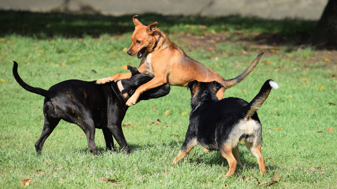 Canines and Companionship: Does Your Dog Need Friends?