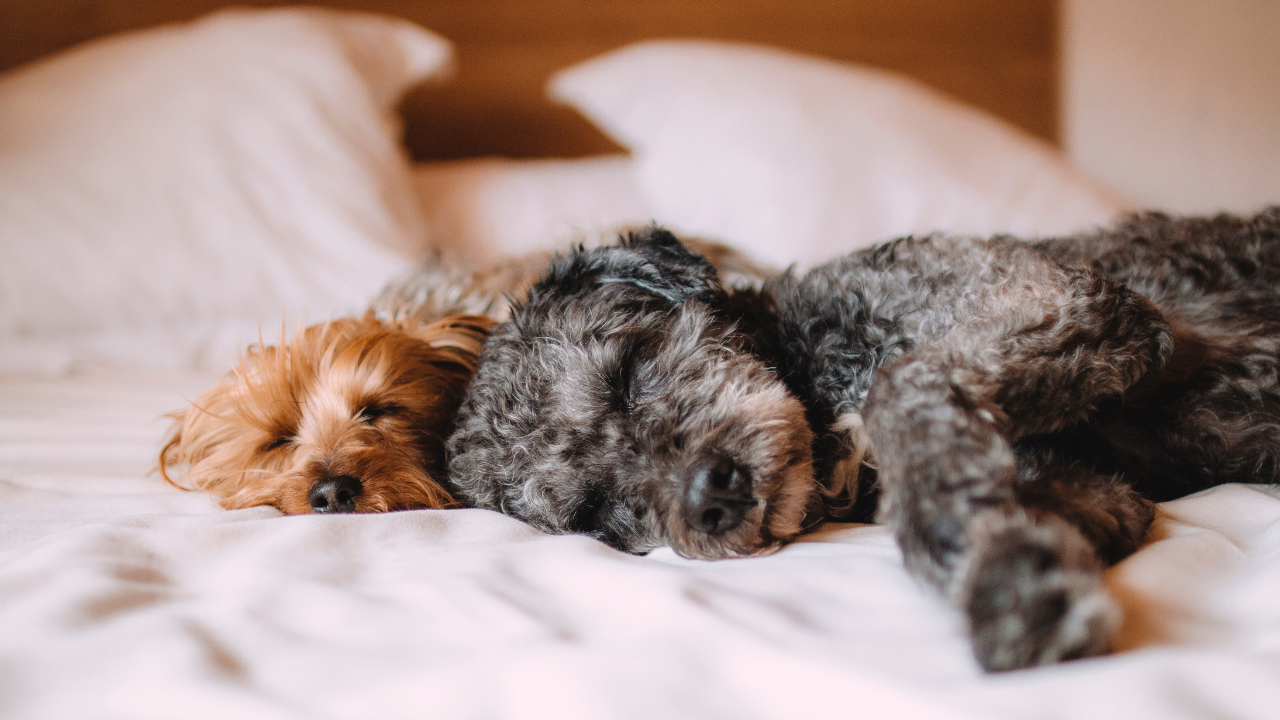 How Much Sleep Does Your Dog Need?