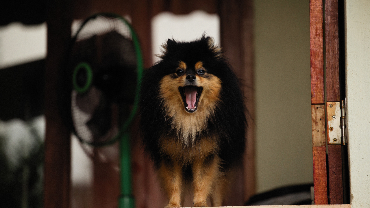 A Guide to Calming Your Dog's Barking Symphony