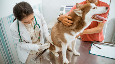 Protecting Your Pup: Essential Vaccines for Dogs