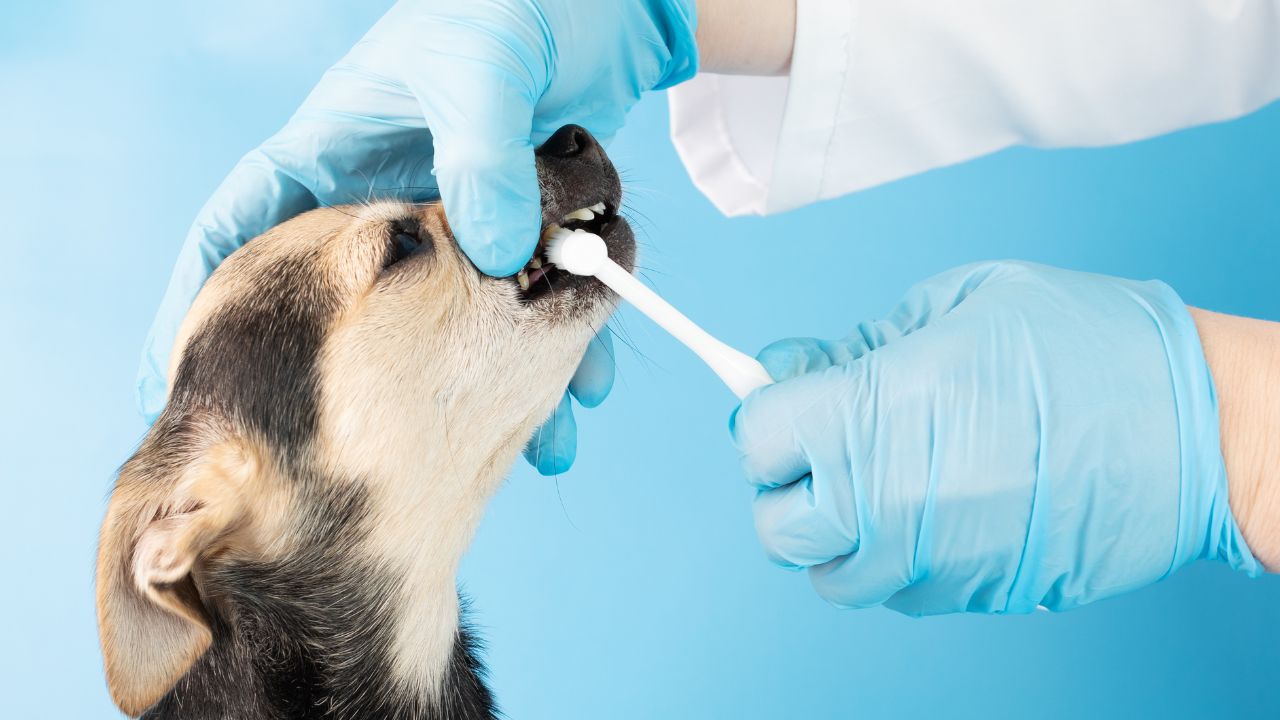 Sparkling Smiles: How to Clean Your Puppy's Teeth for Optimal Dental Health