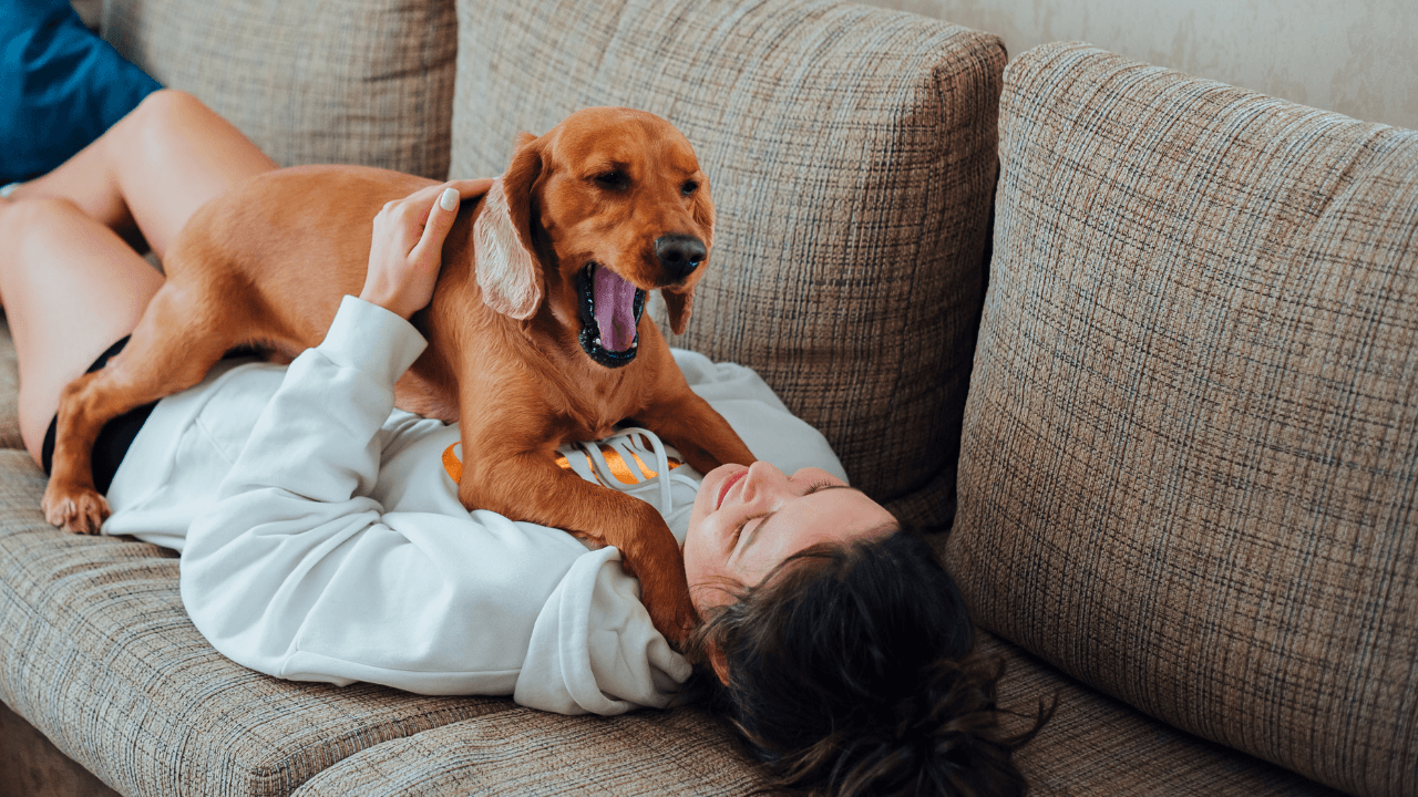 Understanding Your Dog's Emotions - Artemis Whelping