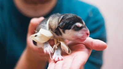 The Warmth of Care: Ensuring Newborn Puppies Stay Cozy and Healthy
