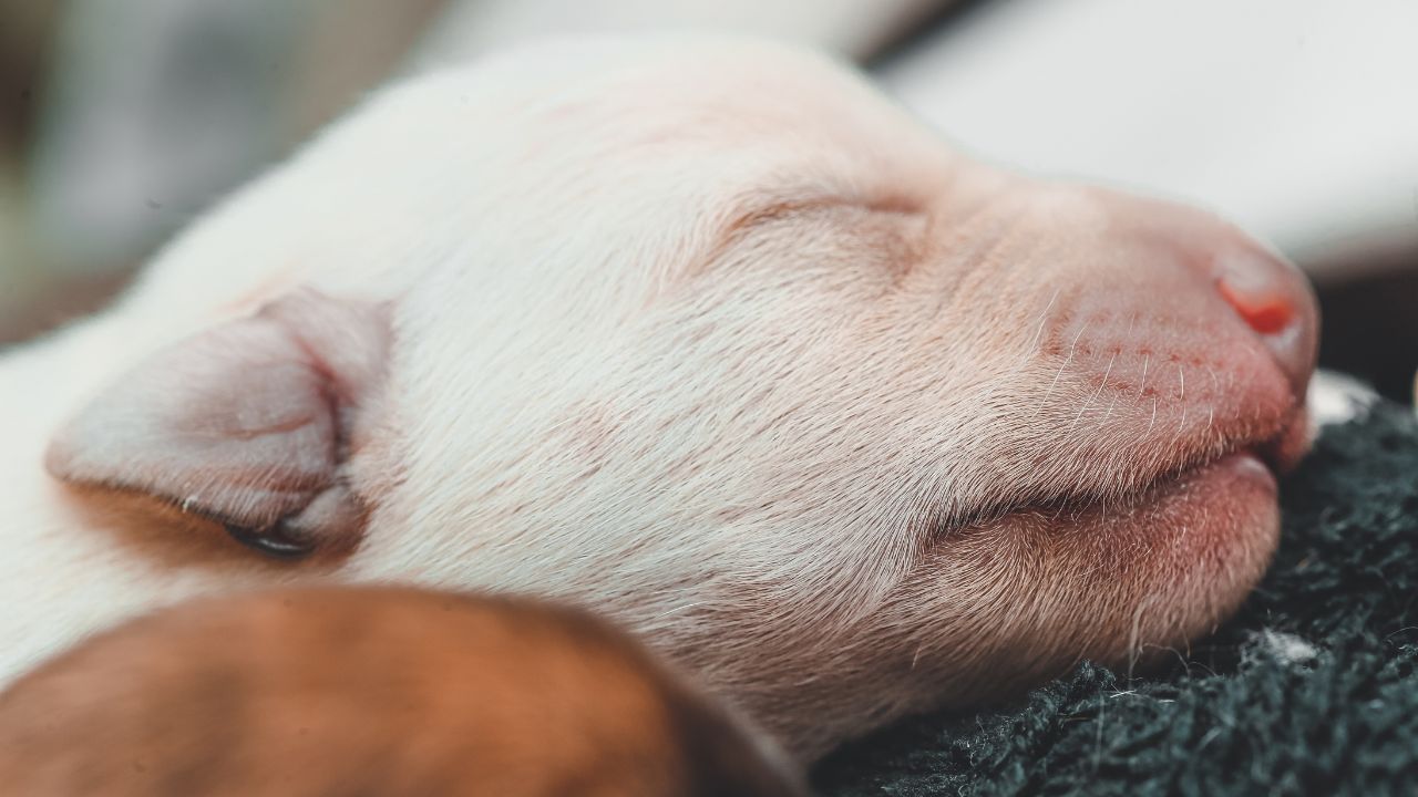 Bright-Eyed Beauties: When Do Newborn Puppies Open Their Eyes?