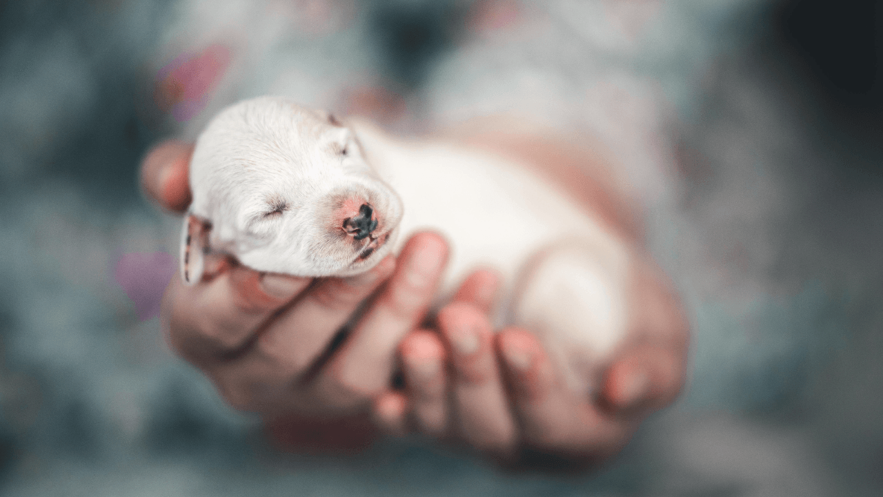 A Guide to Cleaning Up Newborn Puppies: Tips for a Healthy Start