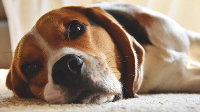 The Mystique of Whiskers: Unraveling the Secrets Behind Your Dog's Facial Hairs