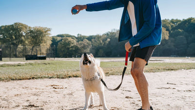 Dog-Friendly Activities for Bonding and Adventure