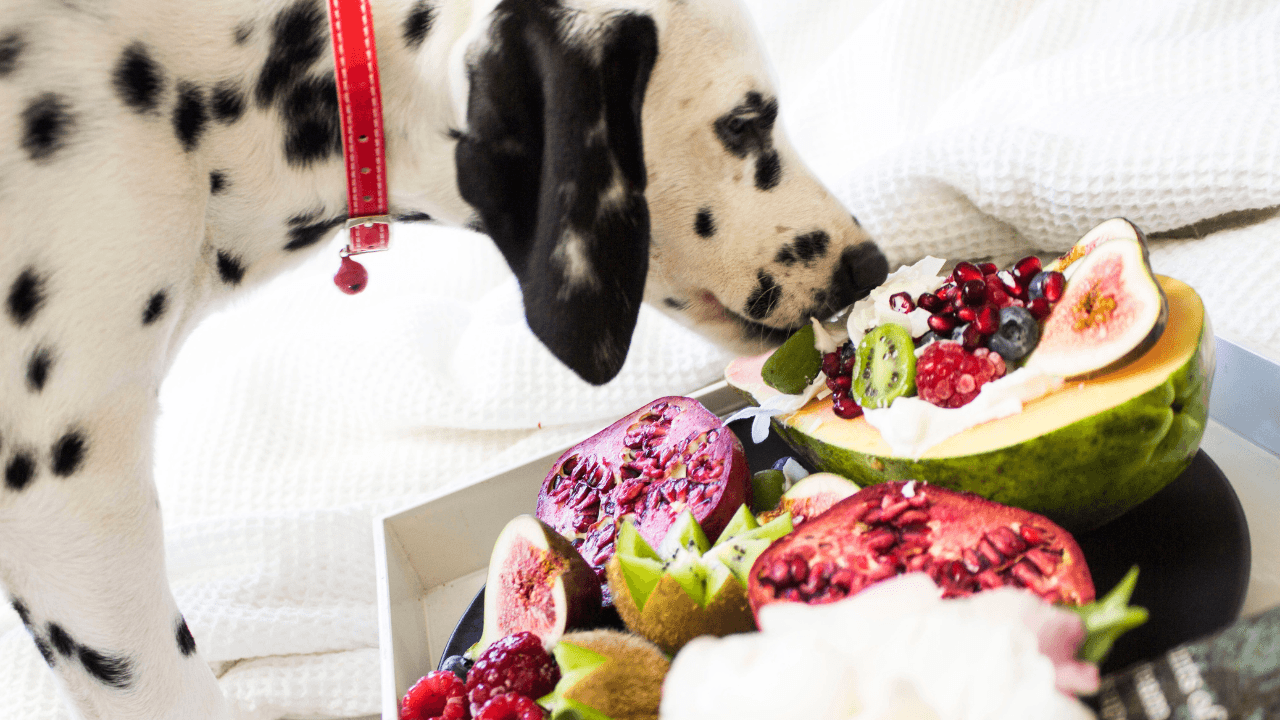 Tasty and Nutritious: Fruits That Are Suitable for Dogs