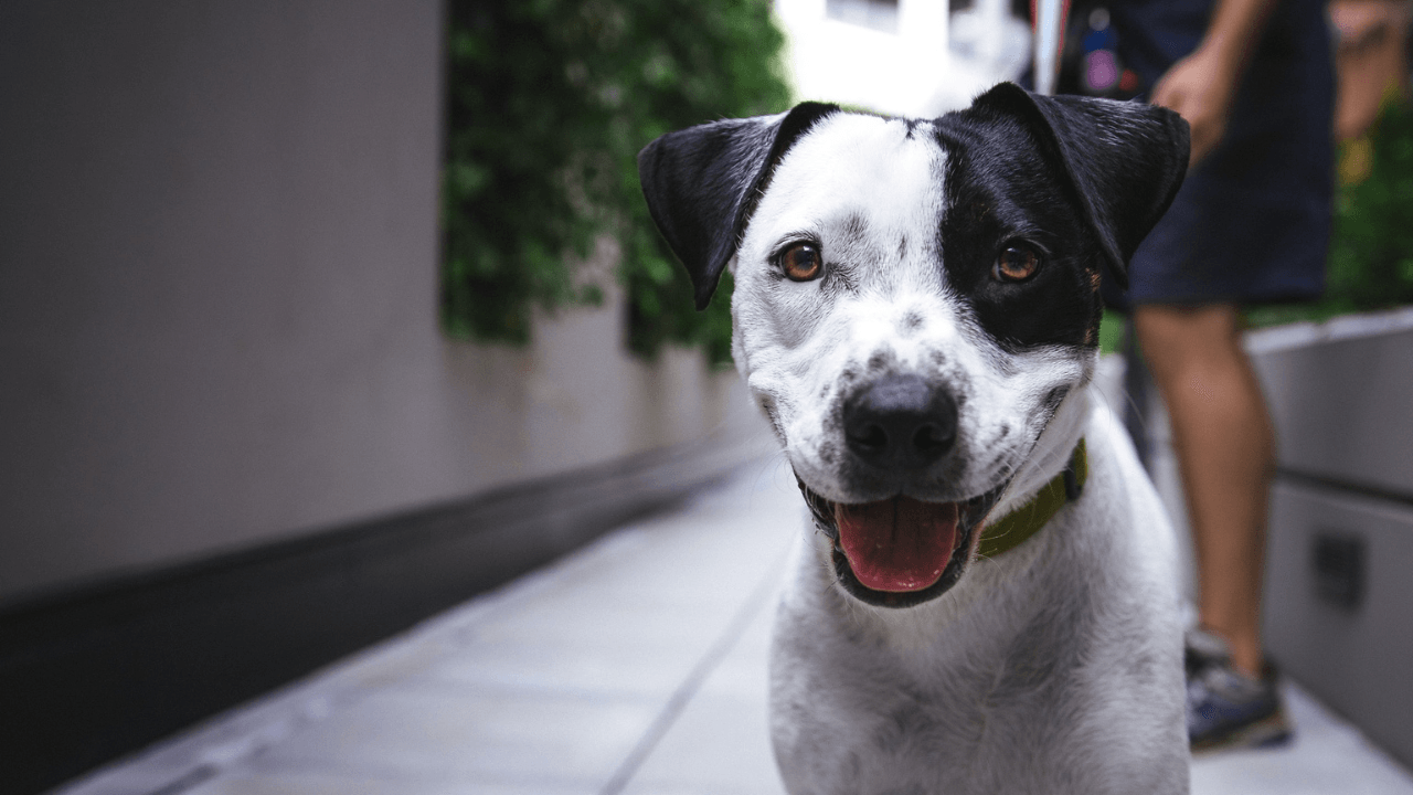 Senior Dog Care: Nurturing Your Aging Companion's Golden Years - Artemis Whelping