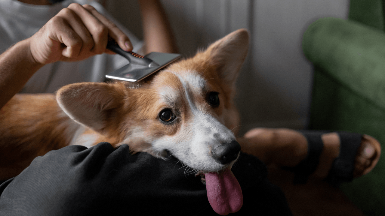 A Step-by-Step Guide to Pet Grooming: Keeping Your Furry Friend Fresh and Fabulous